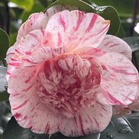 ツバキ,京都府立植物園,椿園の画像