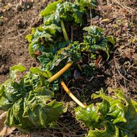 アカンサス,アカンサス モリス,畑の画像