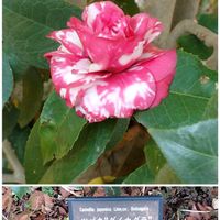 ツバキ,太神楽,ネコ,散歩道での画像