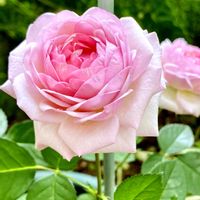 つるバラ...,ミニバラ,庚申薔薇,バラ コウシンバラ,バラ コウシンバラの画像
