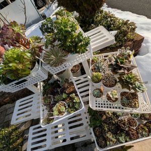 多肉植物,葉挿し,リメ缶,多肉寄せ植え,リメ鉢の画像