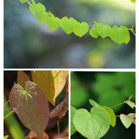 イカリソウ,ドクダミ,ヒョウタン,ホタルブクロ,ホタルブクロの画像