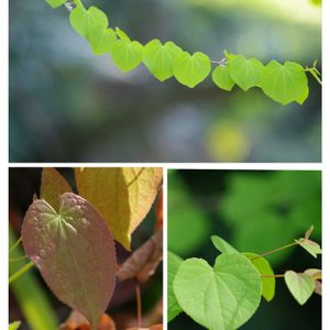 イカリソウ,ドクダミ,ヒョウタン,ホタルブクロ,ホタルブクロの画像