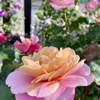 ディスタント・ドラムス,過去pic,今日の１枚,今日のお花,ばら バラ 薔薇の画像