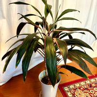 コルジリネ,観葉植物,観葉植物を楽しむ,観葉植物のある暮らしの画像