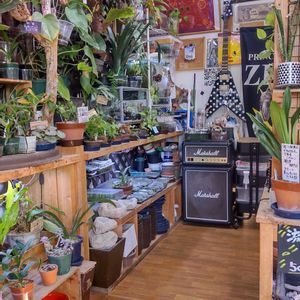 多肉植物,ウラボシ科,ビカクシダ属,食中植物,塊根の画像