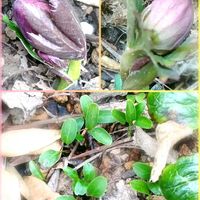 クリスマスローズ,吉田園芸,レンテン・ローズ,地植え,こぼれ種の画像