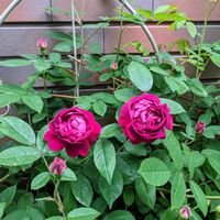 バラ,キングジョージ4世,地植え,ピンクの花,つるバラの画像