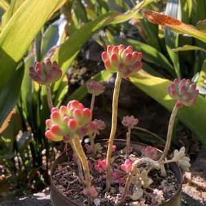 乙女心,多肉植物,紅葉する多肉,可愛い,寒さに強いの画像