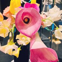 カラー,カラー,ピンクの花,バレンタインデー,今日も元気での画像