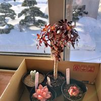 サボテン,黒法師,多肉達,ムーンストーン,ピンクシャンパンの画像