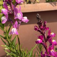 リナリア,可愛い〜♡,花のある暮らし,種まきから育てるの画像
