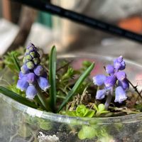 ムスカリ,ムスカリ,可愛いです❤️,空き瓶,美しいの画像