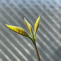 アボカド,アボカド栽培,花のある暮らし,癒される♡,花と緑のある暮らしの画像