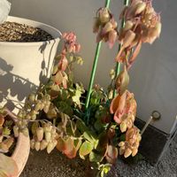 胡蝶の舞,胡蝶の舞,紅葉する多肉,がんばれ！がんばれ！,ゆっきん's  胡蝶の舞の画像