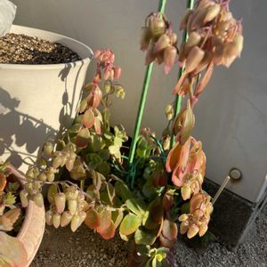 胡蝶の舞,胡蝶の舞,紅葉する多肉,がんばれ！がんばれ！,ゆっきん's  胡蝶の舞の画像