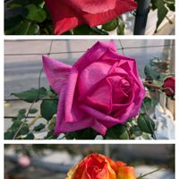 ウメ,ネモフィラ,バラ,今日のお花,土曜日は お空の発表会の画像