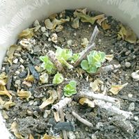 カランコエ,月下美人,斑入りおりずるらんの画像