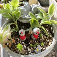 ベビーサンローズ,青鎖竜,マミラリア白星・うさぎのほっぺ,別名同種の多肉さん,石の日の画像