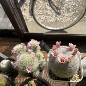 サボテンの花,縁側,サボテン好きの画像