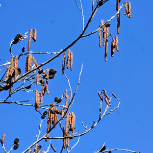 ハンノキ,ハンノキ,青い空,木に咲く花,土曜はお空の発表会の画像