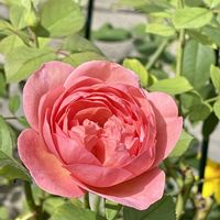 イングリッシュローズ,DA ボスコベル,ガーデニング,イングリッシュ・ローズ,花のある暮らしの画像