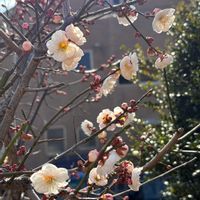 オキナワスズメウリ,オキナワスズメウリ,キダチアロエ,キダチアロエ,食用 ほおずきの画像