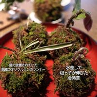 ナスタチウム,ポインセチア,オリヅルラン,サラセニア、,チャービルの画像