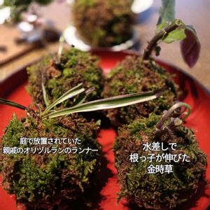 ナスタチウム,ポインセチア,オリヅルラン,サラセニア、,チャービルの画像