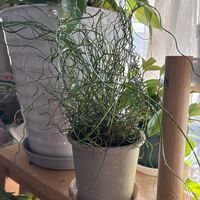 ラセンイ,ペペロミア・ルベラ,観葉植物のある暮らしの画像