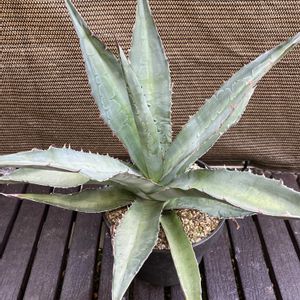 アガベ,アガベ チタノタ ブルー,アガベ　ポタトラム　スポーン,多肉植物,塊根植物の画像