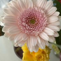 ガーベラ,バラ大好き,お家園芸の画像