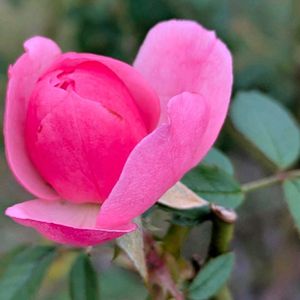 植木鉢,花いろいろ,バラと夢CLUB,おうち園芸,2階のバルコニーの画像