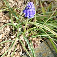 ムスカリの画像