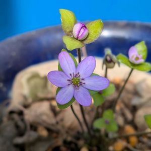 山野草,スマホ撮影,棚の画像