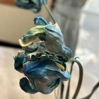 ドライフラワーのある暮らしの画像