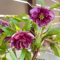 クリスマスローズ,クリスマスローズ ダブル,交配種,可愛い〜♡,種から育てるの画像