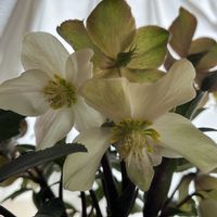 クリスマスローズ,クリスマスローズ,ペペロミア,サダソウ,クリスマスローズ　鉢植の画像