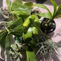 コチョウラン,胡蝶蘭,ストレプトフィラ,ストレプトフィラ,T. streptophyllaの画像