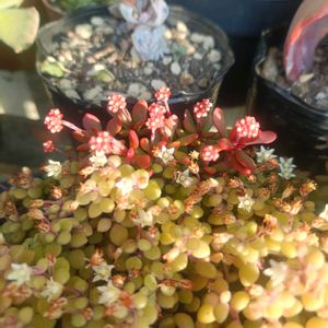 紅稚児,ヘラクレス,多肉植物,熊の手♡,花芽祭りの画像