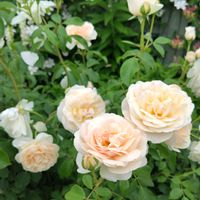 バラ,バラ,薔薇,薔薇,地植えの画像