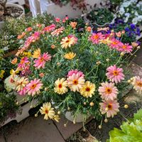 マーガレット,夏越し,いやし♪,お花大好き✨,マーガレットスマッシュピーチアイの画像