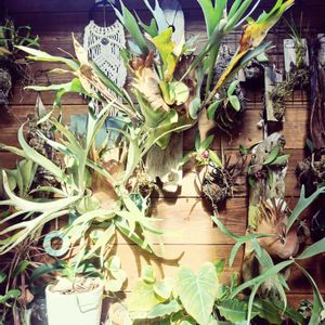 観葉植物,ハンドメイド,花のある暮らし,植中毒,タニラーの画像