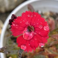 ナデシコの画像