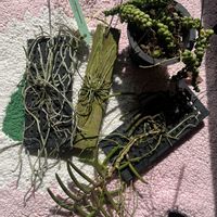 Cleisostoma arietinum,Cleisostoma arietinum,クレイソストマ アリエティナム,クレイソストマ アリエティナム,キロスキスタ ナコンパノメンシスの画像