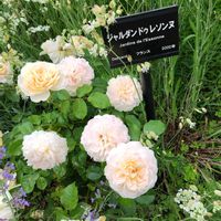 バラ,バラ,薔薇,地植え,かわいい花の画像