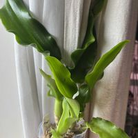 オンシジウム,デンドロビウム,デンドロビューム,オンシジューム,Onc.Hwuluduen Nova 'Red Cherry'の画像