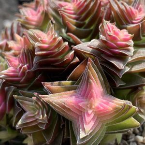 茜の塔,多肉植物,紅葉する多肉,クラッスラ属,タニパトの画像