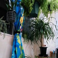 トックリラン,アスプレニウム ’ ツンベルギー ',プラスチックファンの画像