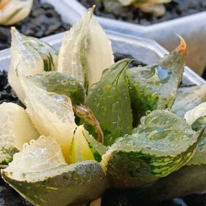 裏般若錦,ハオルチア属,多肉ちゃん,ボタニカルライフ,新芽の画像